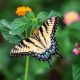 Campingplatz Clos De La Chaume: Schmetterlingsgärten