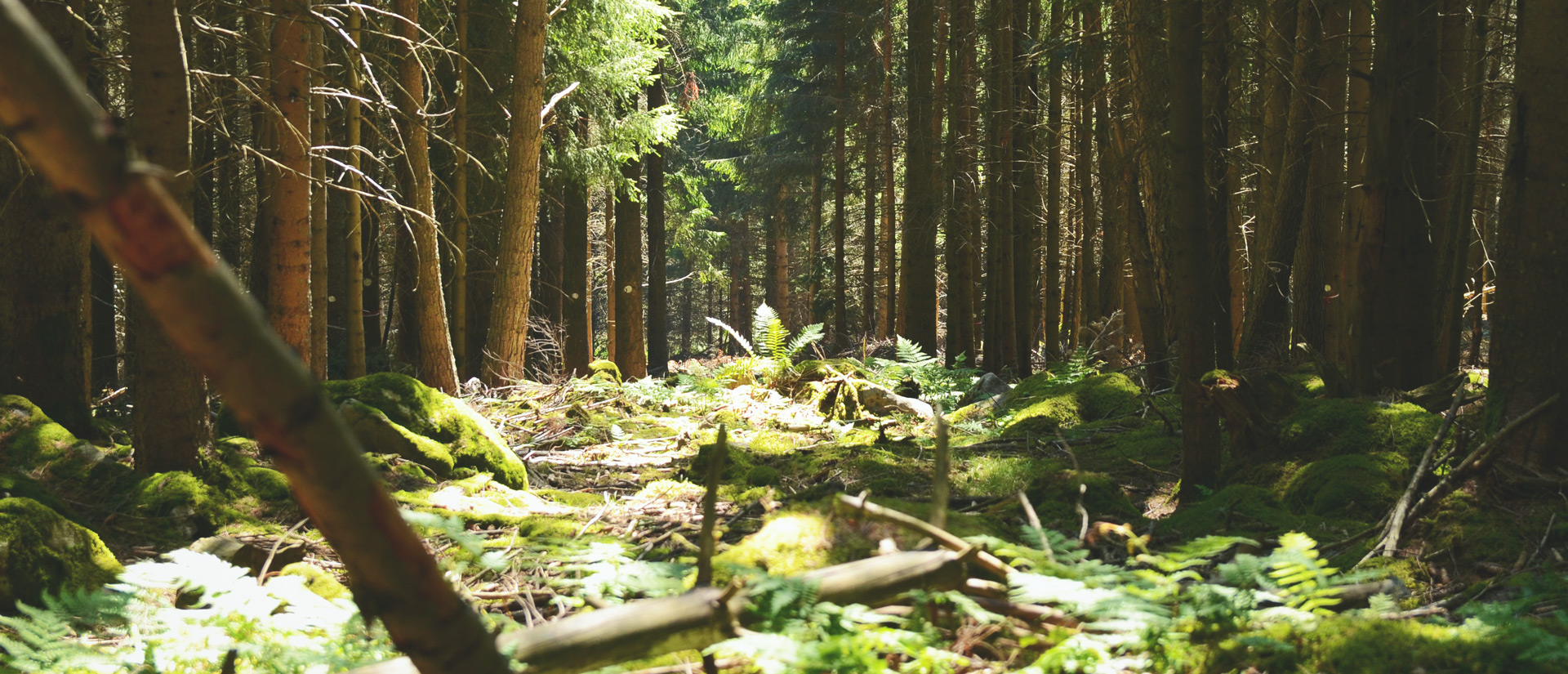 Campingplatz Clos De La Chaume: Wälder der Vogesen